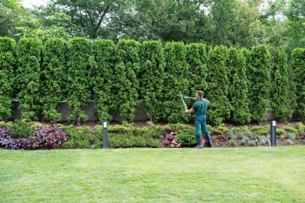 Best Lawn Renovation and Restoration  in Bellevle, IL